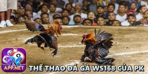 Thể thao đá gà WS168 của PK: đỉnh cao giải trí